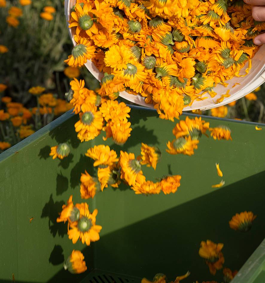 Blüten werden ausgestreut